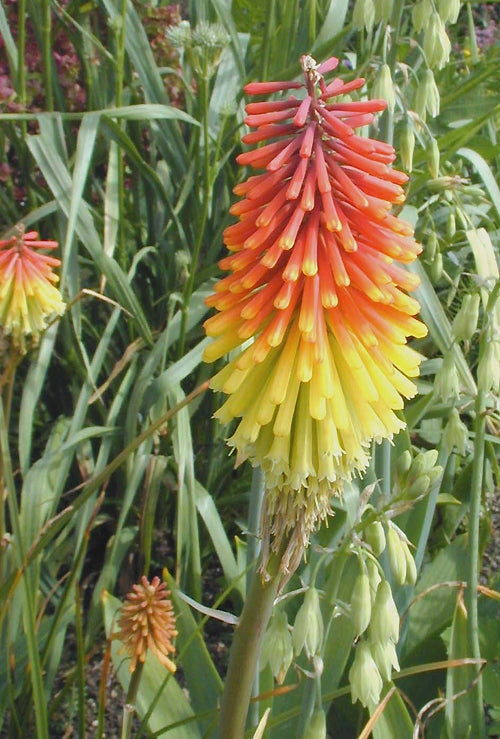 KNIPHOFIA 'ROYAL STANDARD'