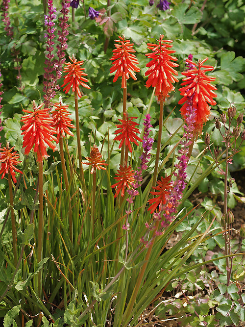 KNIPHOFIA 'WOL'S RED SEEDLING'