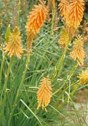 KNIPHOFIA 'BRESSINGHAM GLEAM'