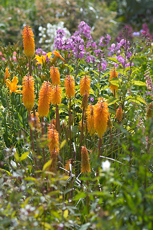 KNIPHOFIA 'ELAINE'S SEEDLING 2'