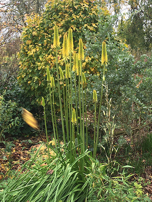 KNIPHOFIA 'FRANCES VICTORIA'