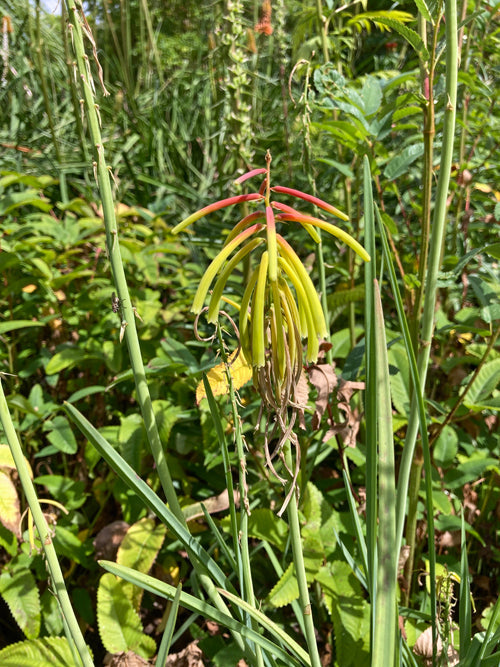 KNIPHOFIA ICHPOENSIS JCA 3.462.010