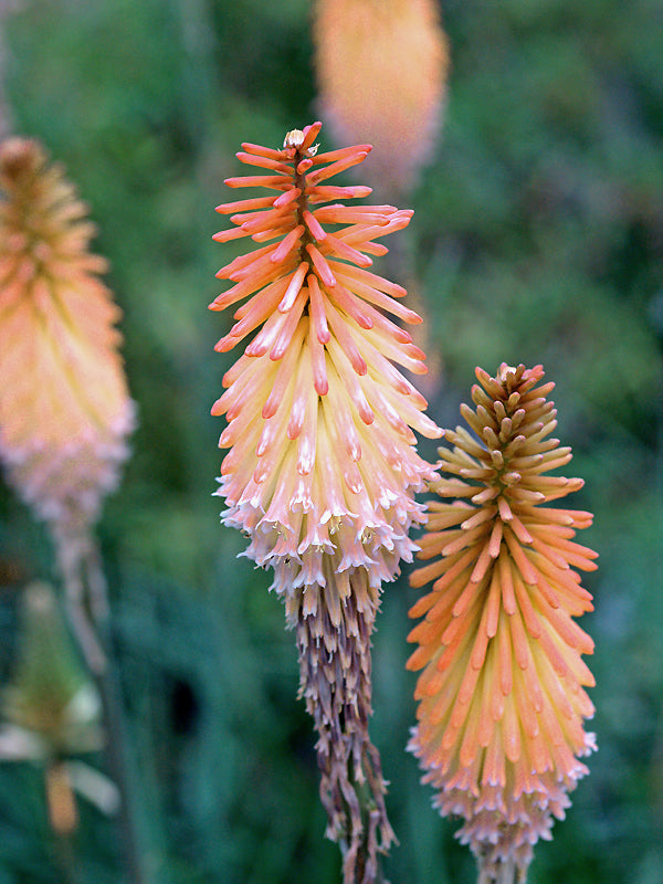 KNIPHOFIA 'JENNY BLOOM'