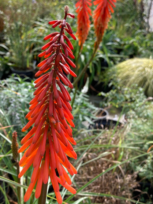 KNIPHOFIA 'SHINY BEAST'