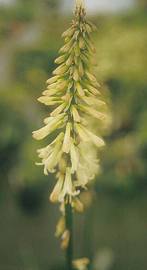 KNIPHOFIA 'INGÉNUE'