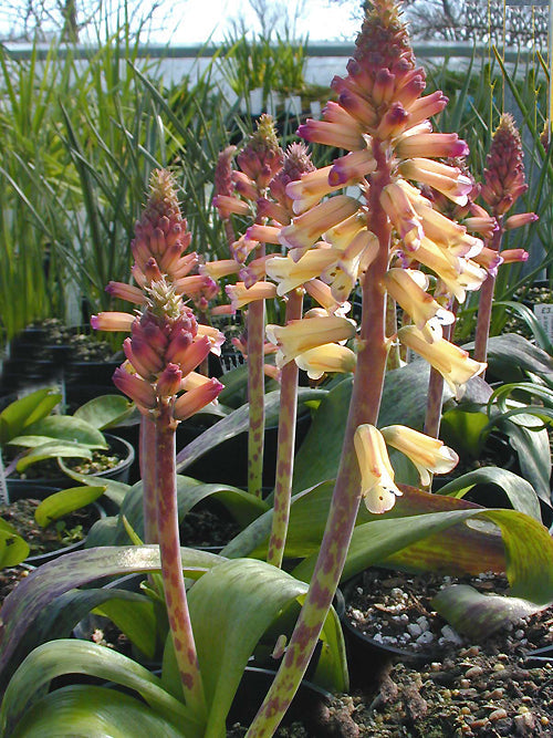 LACHENALIA 'ROLINA'
