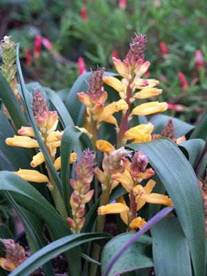 LACHENALIA 'RONINA'