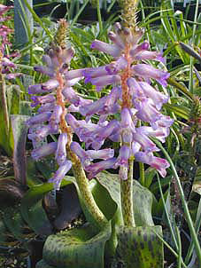LACHENALIA 'RUPERT'