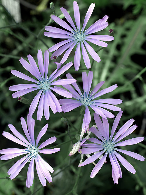 LACTUCA PERENNIS