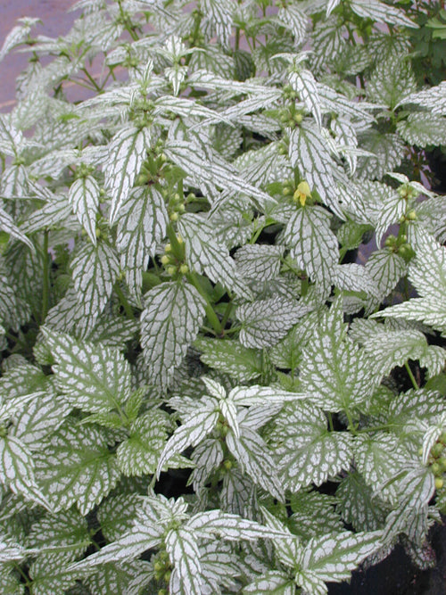 LAMIUM GALEOBDOLON 'SILVER CARPET'