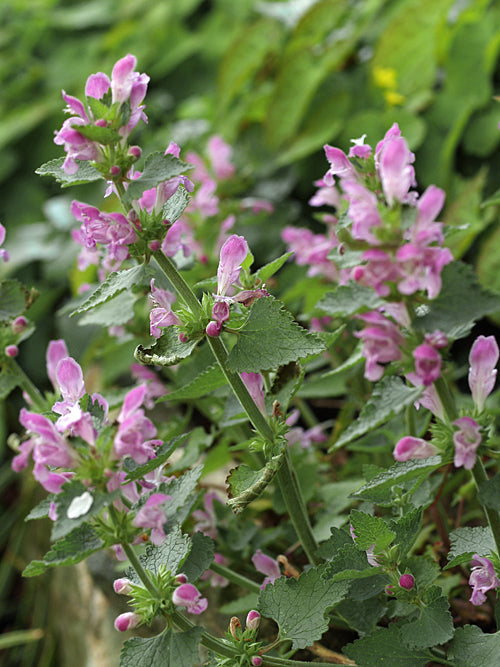 LAMIUM GARGARICUM subsp.GARGARICUM