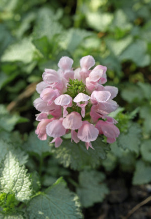 LAMIUM MACULATUM 'JAMES BOYD PARSELLE'