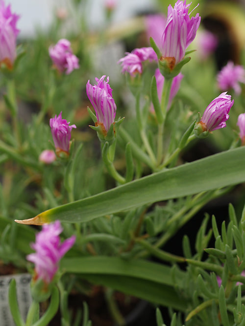 LAMPRANTHUS HAWORTHII