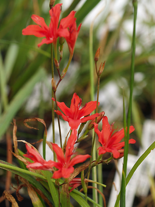 FREESIA GRANDIFLORA