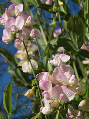 LATHYRUS LATIFOLIUS 'BLUSHING BRIDE'