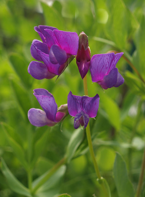 LATHYRUS JAPONICUS subsp.MARITIMUS