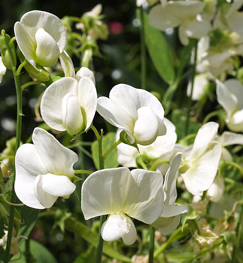 LATHYRUS LATIFOLIUS 'ALBUS'