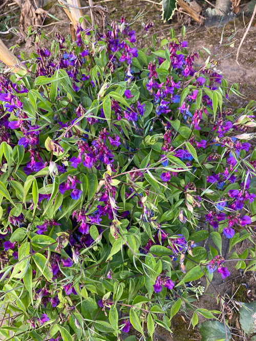 LATHYRUS VERNUS 'CYANUS'