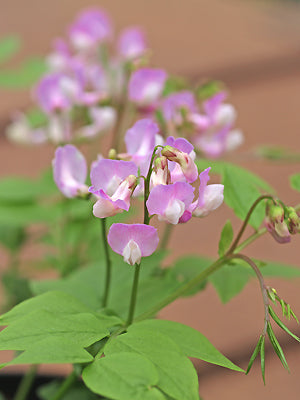 LATHYRUS VERNUS MAUVE
