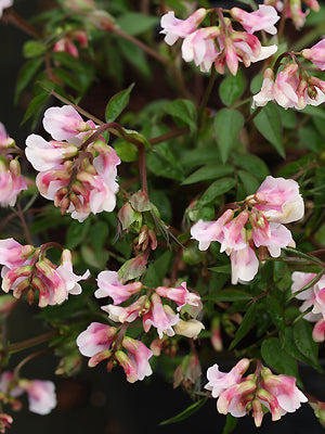 LATHYRUS VERNUS f.ROSEUS
