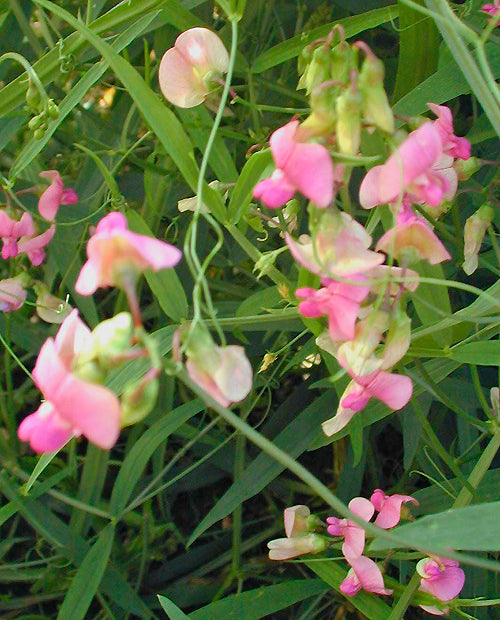 LATHYRUS SYLVESTRIS 'WAGNERI'