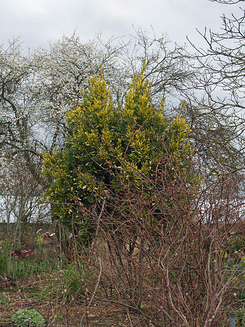LAURUS NOBILIS 'AUREA'