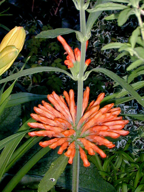 LEONOTIS DYSOPHYLLA