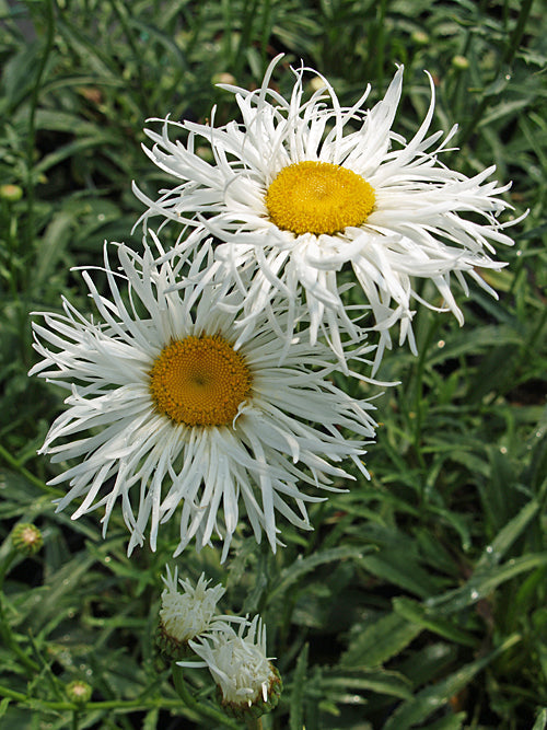 LEUCANTHEMUM x SUPERBUM 'SHAPCOTT GOSSAMER'