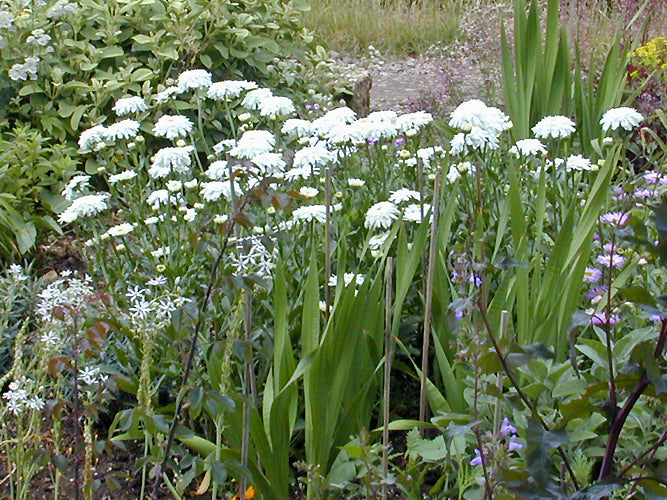 LEUCANTHEMUM x SUPERBUM 'WIRRAL SUPREME'