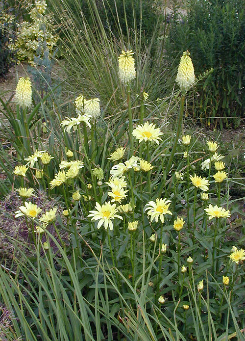LEUCANTHEMUM x SUPERBUM 'SONNENSCHEIN'