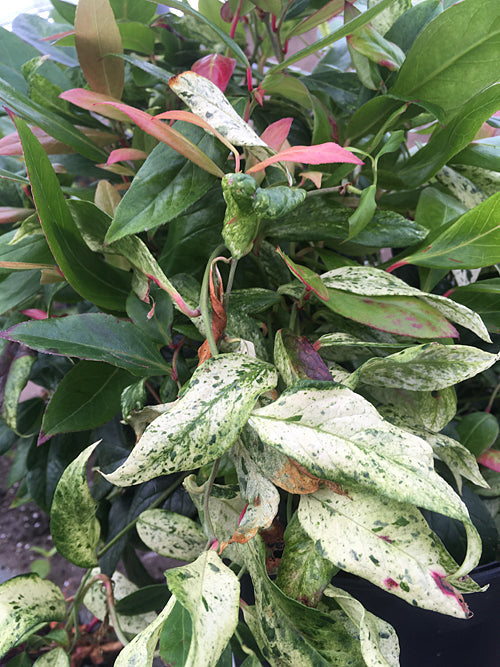 LEUCOTHOE WALTERI 'HOKUS POKUS'