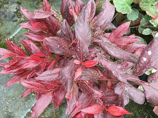 LEUCOTHOE 'SCARLETTA'