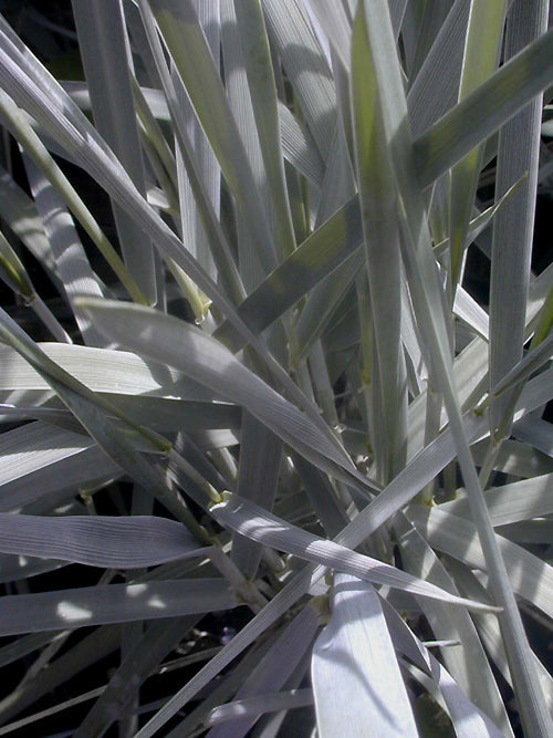ELYMUS ARENARIUS