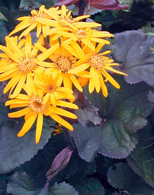 LIGULARIA DENTATA 'BRITT-MARIE CRAWFORD'