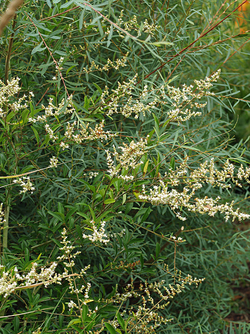 LIGUSTRUM QUIHOUI – Cotswold Garden Flowers