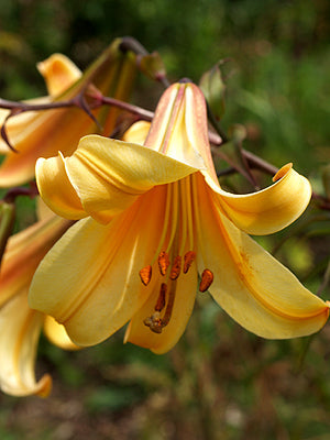 LILIUM 'AFRICAN QUEEN'