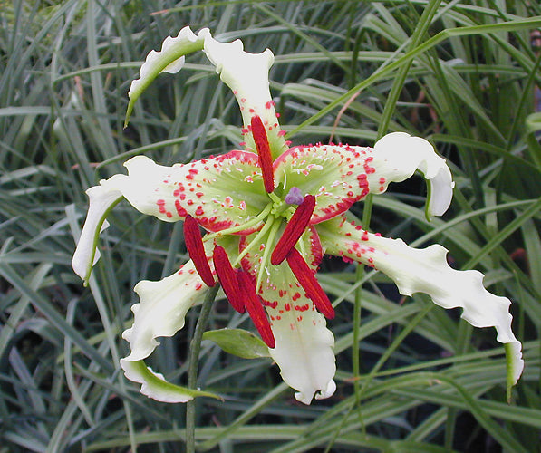 LILIUM SPECIOSUM var.GLORIOSOIDES