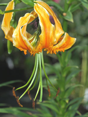 LILIUM HENRYI