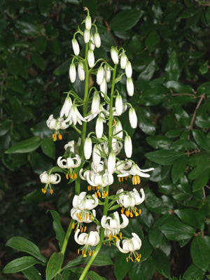 white martagon lily LILIUM MARTAGON var. ALBUM – Cotswold Garden Flowers