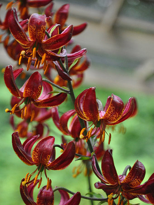LILIUM MARTAGON 'CLAUDE SHRIDE'