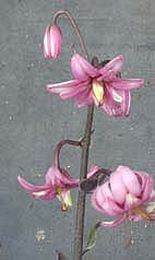 LILIUM MARTAGON 'PLENUM'