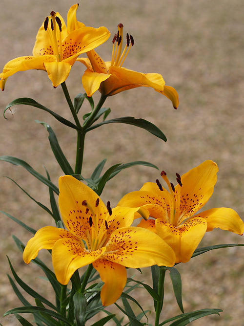LILIUM 'ORANGE ARISTO'
