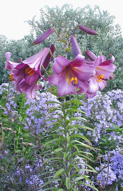 LILIUM 'PINK PERFECTION x TETRA WHITE HENRYI'