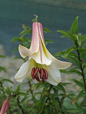 Lily IsoESuper Hedione Galaxolide その他 LILIUM SARGENTIAE – Cotswold Garden Flowers
