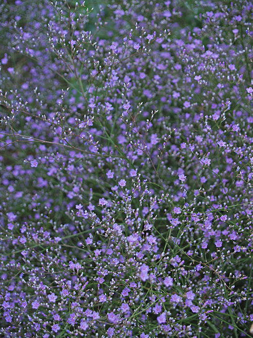 LIMONIUM PLATYPHYLLUM
