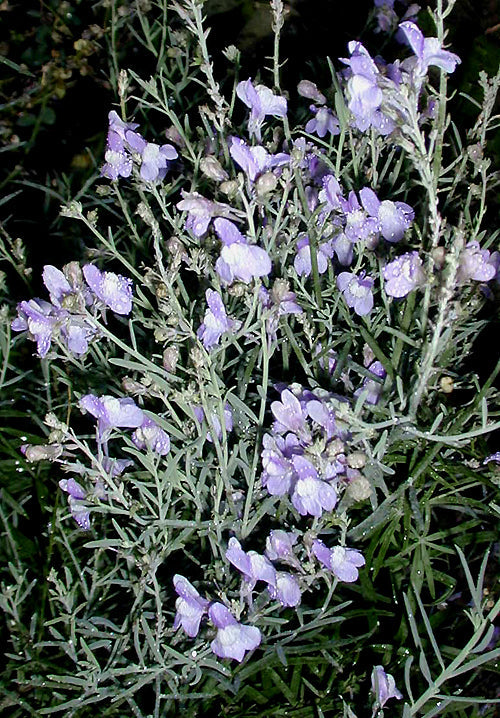 LINARIA CAPRARIA