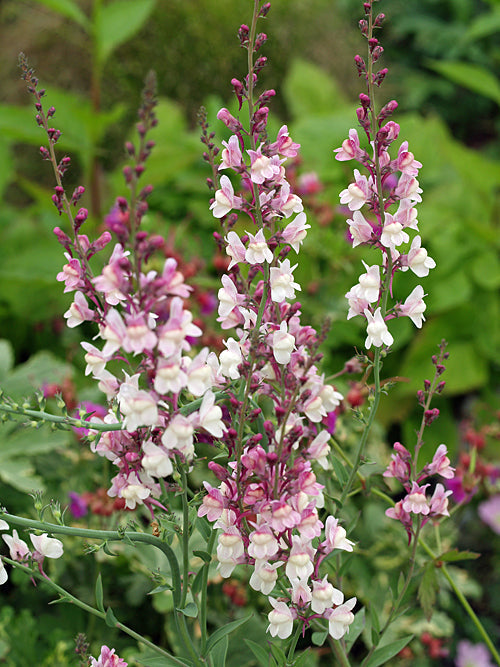 LINARIA 'DIAL PARK'