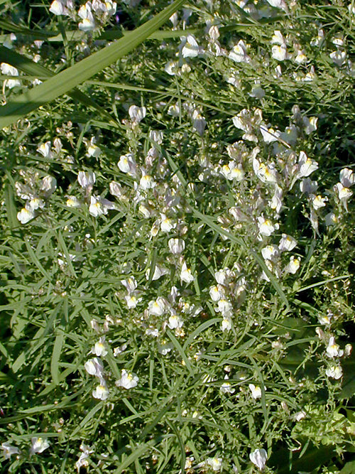 LINARIA x SEPIUM