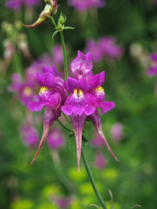 LINARIA TRIORNITHOPTHERA