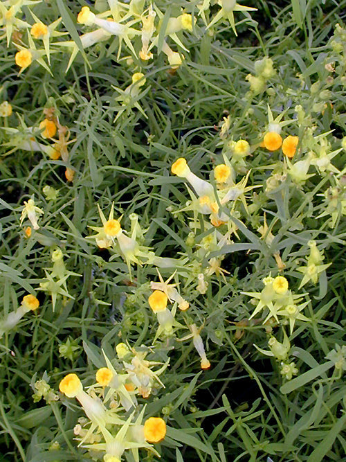 LINARIA VULGARIS 'PELORIA'